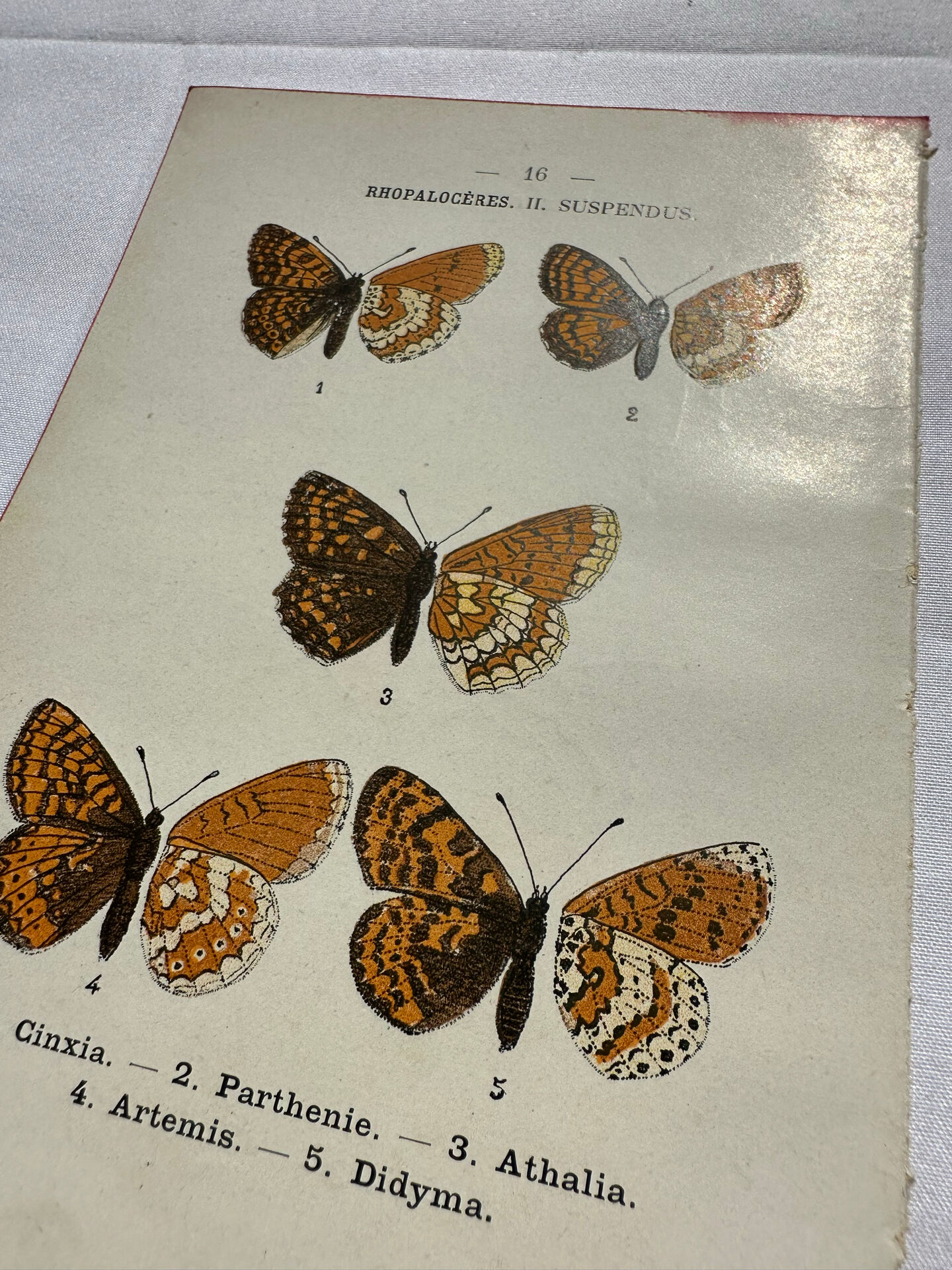 Botanical engraving double-sided butterflies naturalist plate etching