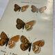 Botanical engraving double-sided butterflies naturalist plate etching