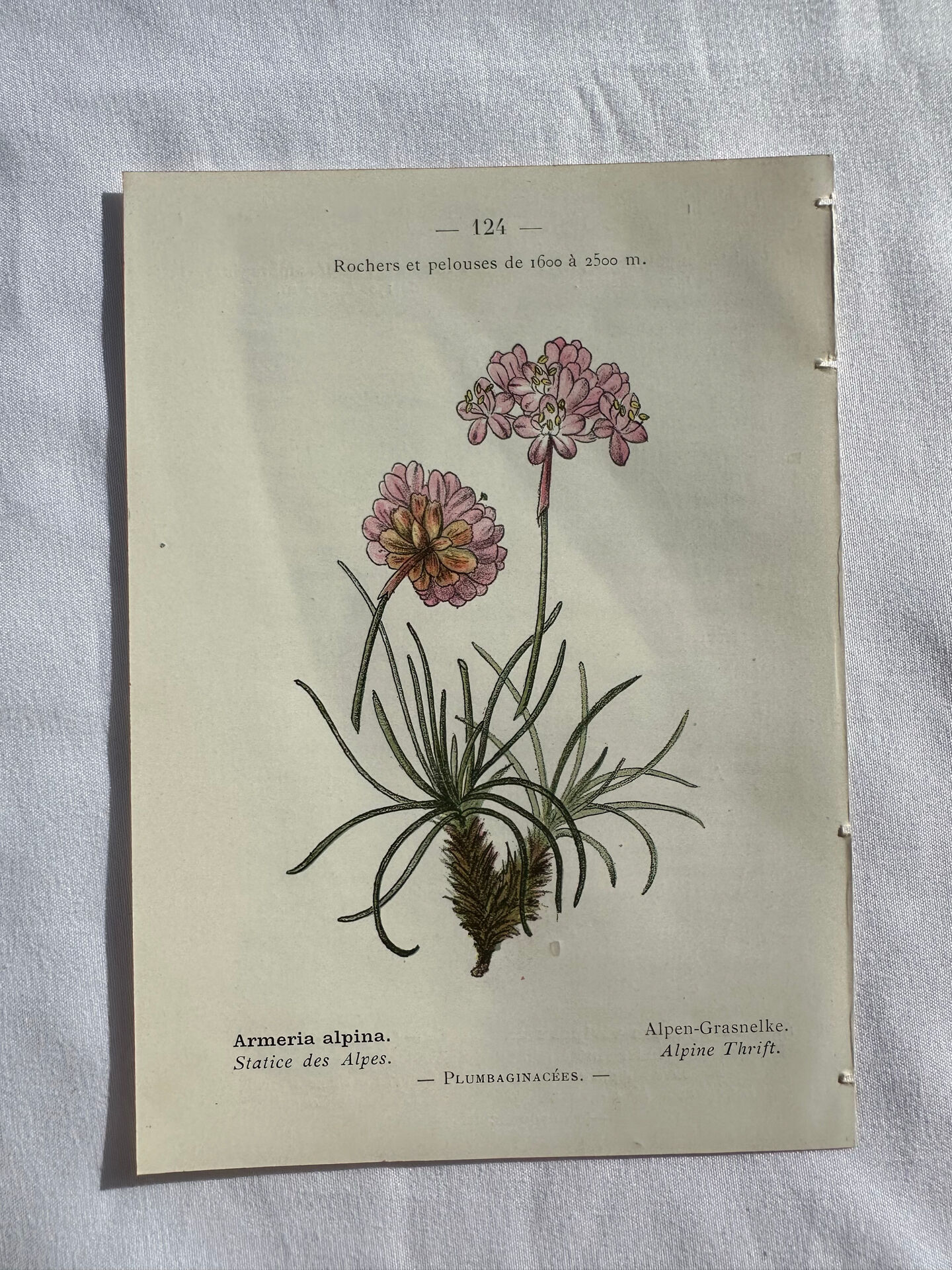 Naturalist Plate – 19th Century Botanical Engraving, Double-Sided