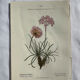 Naturalist Plate – 19th Century Botanical Engraving, Double-Sided