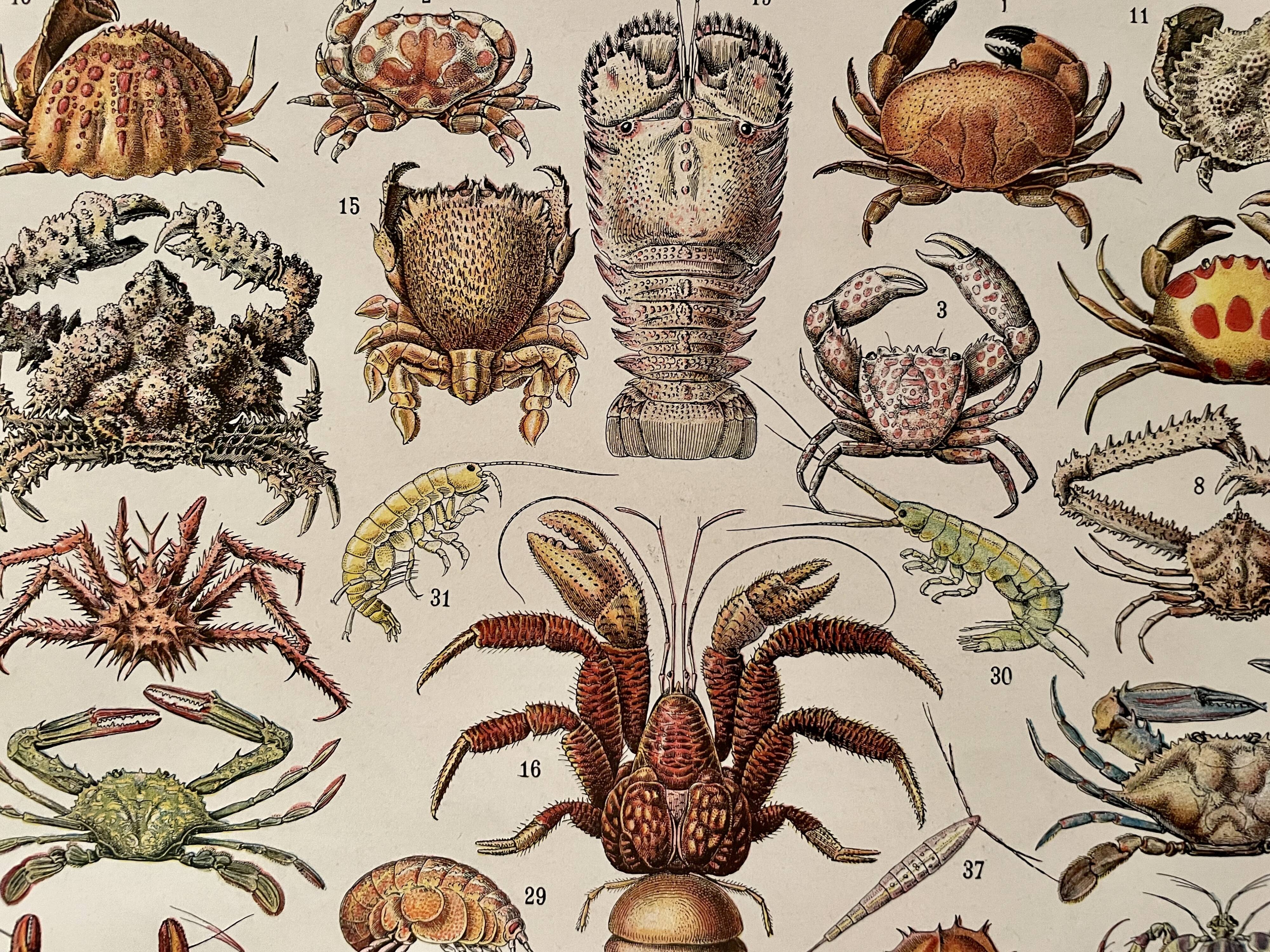 Lithograph on crustaceans - 1930