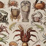 Lithograph on crustaceans - 1930