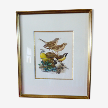 Oiseaux - collection Hepatior N°4