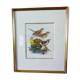 Birds - former collection Hepatior N ° 4