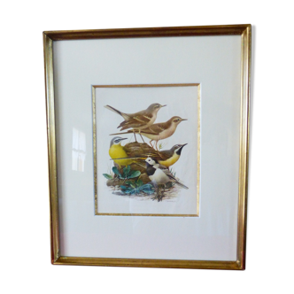 Birds - former collection Hepatior N ° 4