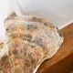 Large seashell: Placuna