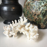 Old branch of white natural coral / 1970s
