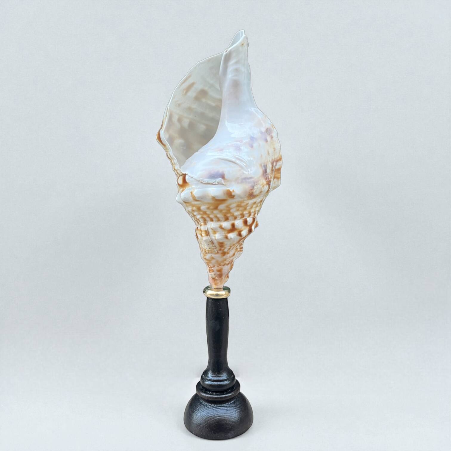 Cabinet of Curiosities: Triton Shell on a wooden base, late 19th century