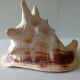 Blackcurrant shell cornuta