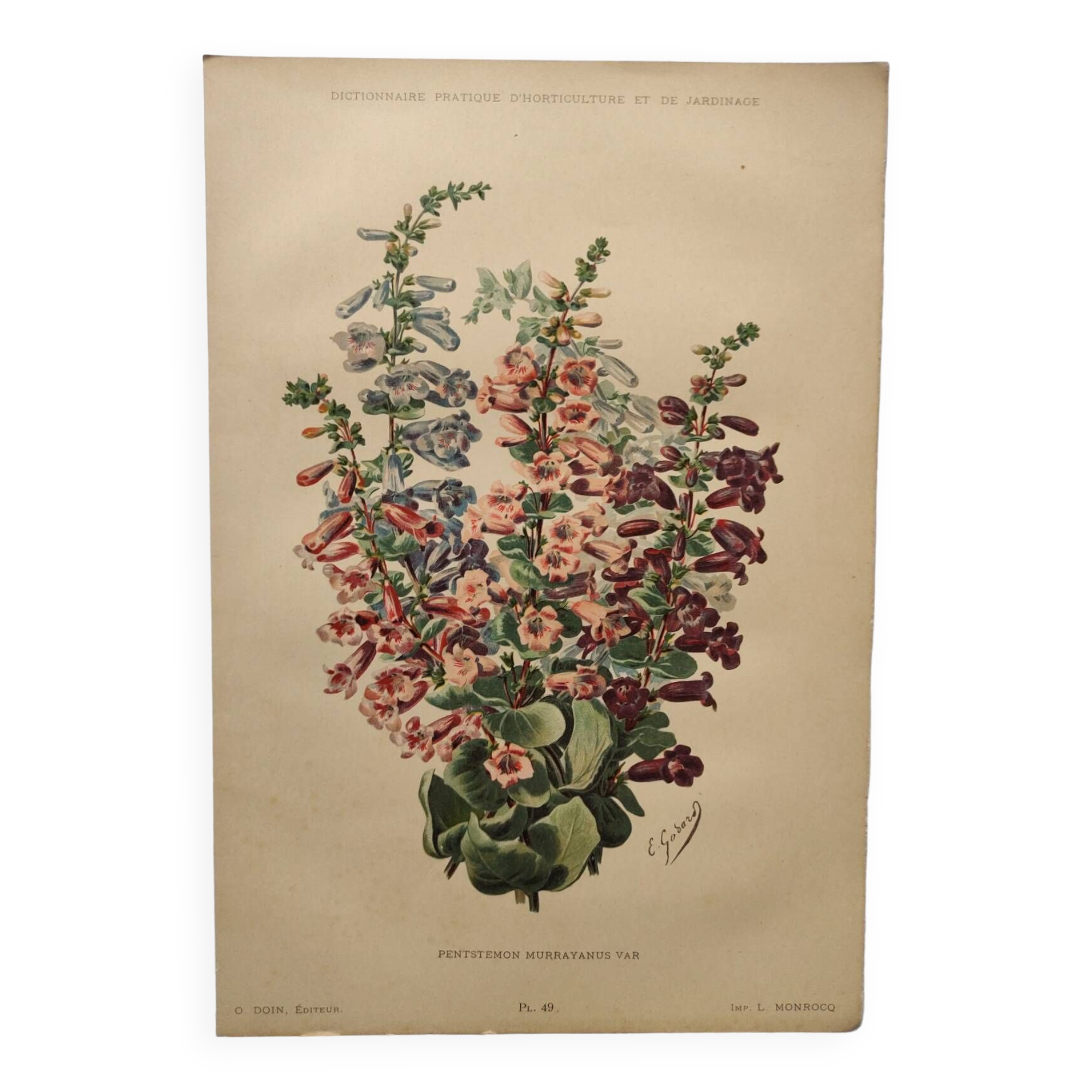 Gravure Fleur de 1897 - Pentstemon Murrayanus Var. - Planche botanique ancienne E.Godard