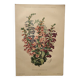 Gravure Fleur de 1897 - Pentstemon Murrayanus Var. - Planche botanique ancienne E.Godard