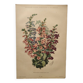 Gravure Fleur de 1897 - Pentstemon Murrayanus Var. - Planche botanique ancienne E.Godard