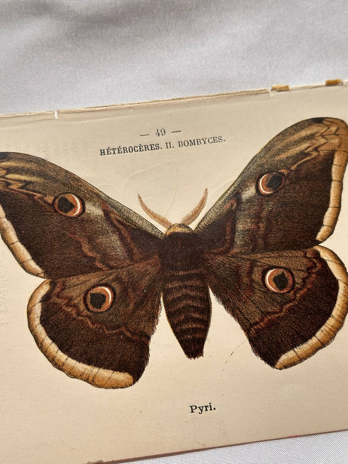 Botanical Plate 1800 Old naturalist engraving 19th century double-sided