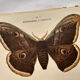 Botanical Plate 1800 Old naturalist engraving 19th century double-sided