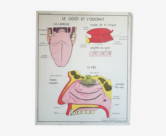 Affiche scolaire vintage 2 faces
