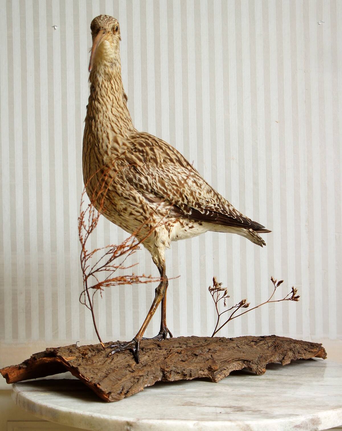 Stuffed bird "Eurasian Curlew" on plant base