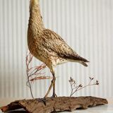 Stuffed bird "Eurasian Curlew" on plant base