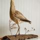 Stuffed bird "Eurasian Curlew" on plant base