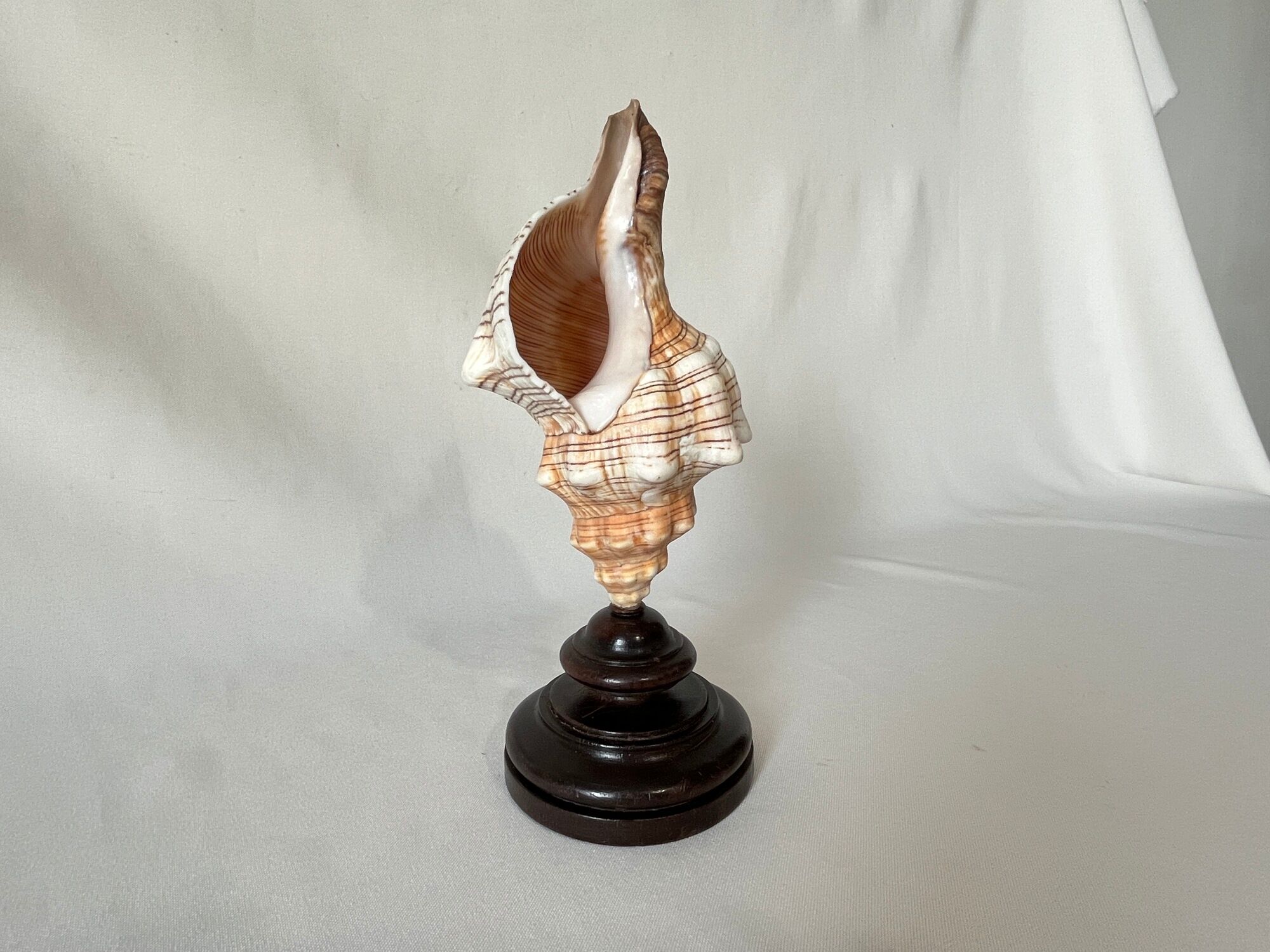 Shell Fasciolaria Trapezium on blackened turned wooden base old cabinet of curiosities