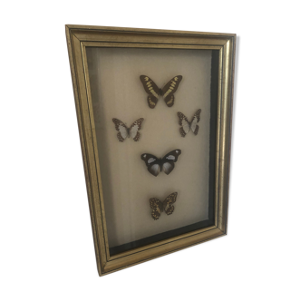 Naturalized butterfly frame