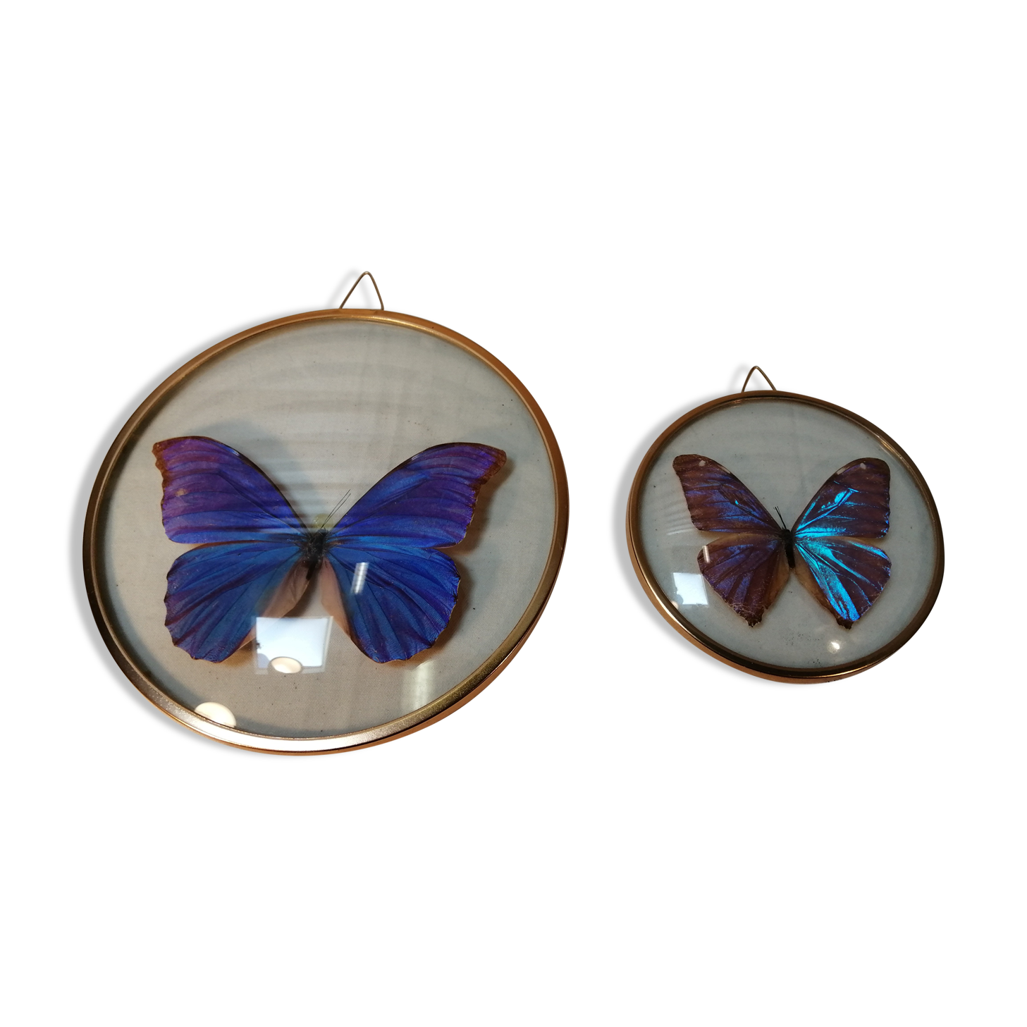 Duo de cadres vintage de papillons naturalisés