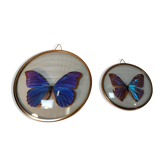 Duo de cadres vintage de papillons naturalisés