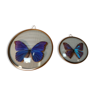 Duo of vintage frames of naturalized butterflies
