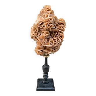 Rose des sables sur socle en bois tourné noir  fin xixe curiosités