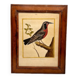 Starling engraving of the Magellanic lands