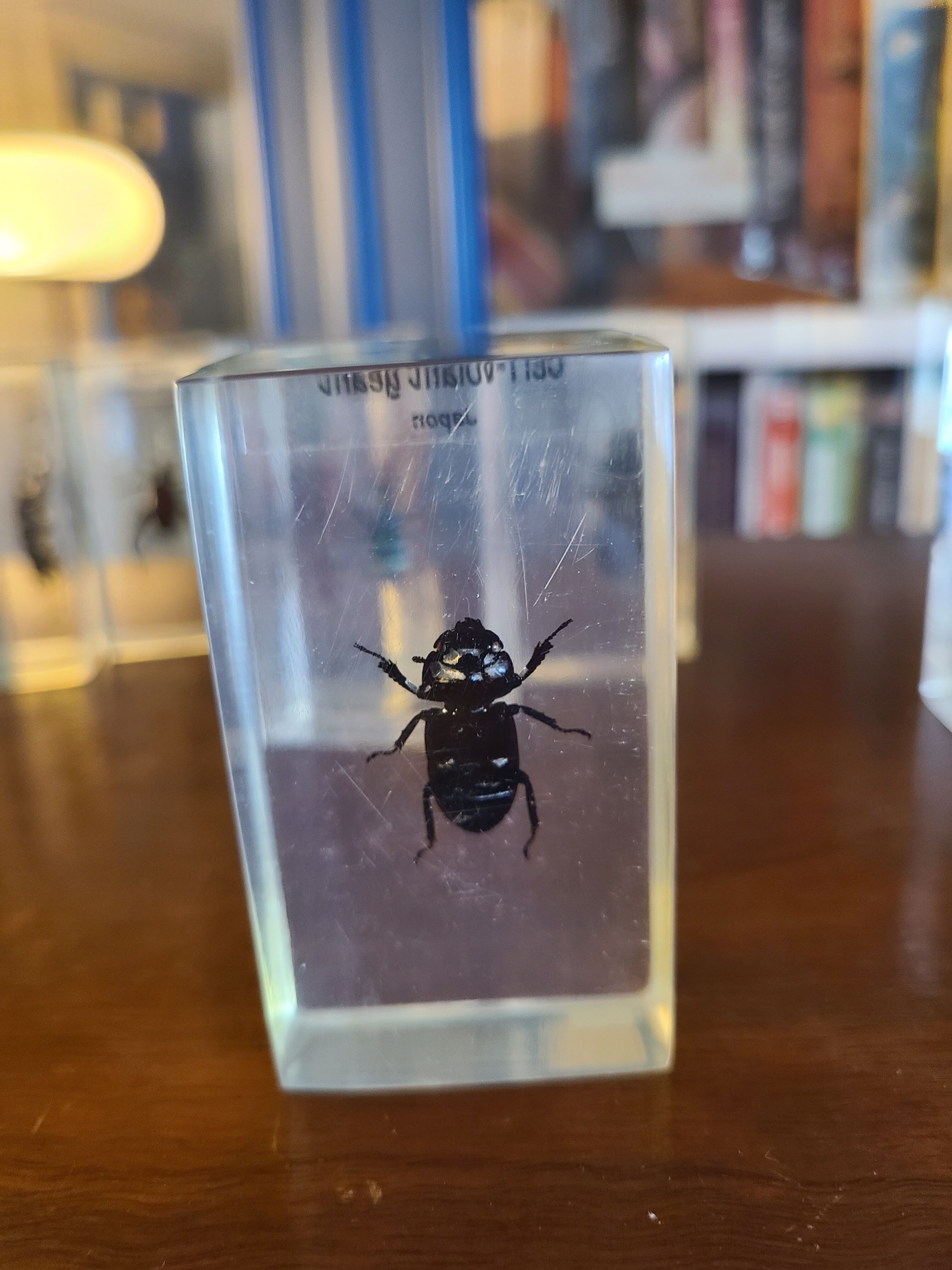 Insects under vintage resin