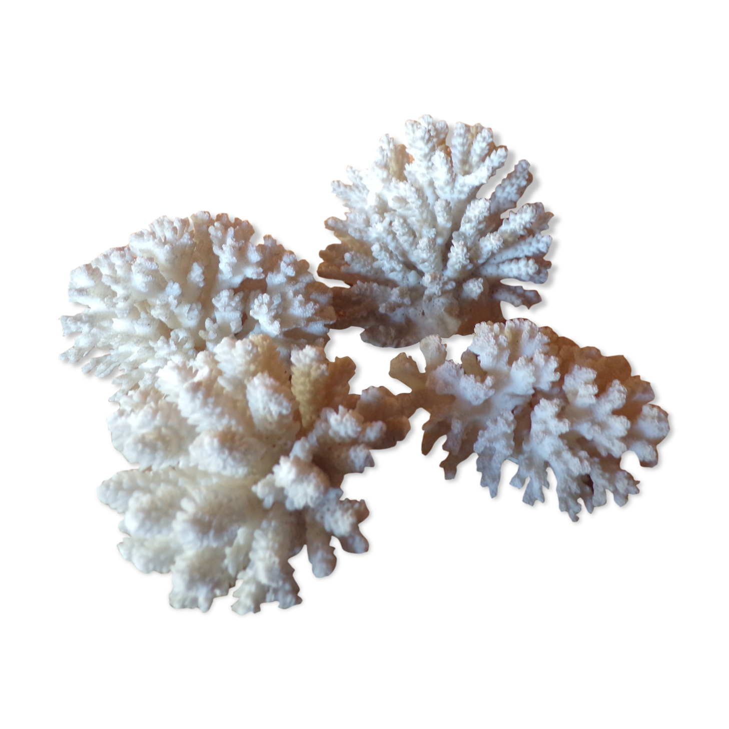 Lot of ancient natural white corals