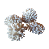 Lot of ancient natural white corals