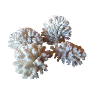 Lot of ancient natural white corals