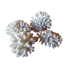 Lot of ancient natural white corals