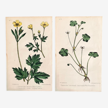 Set of botanical plates, Ed London 1878