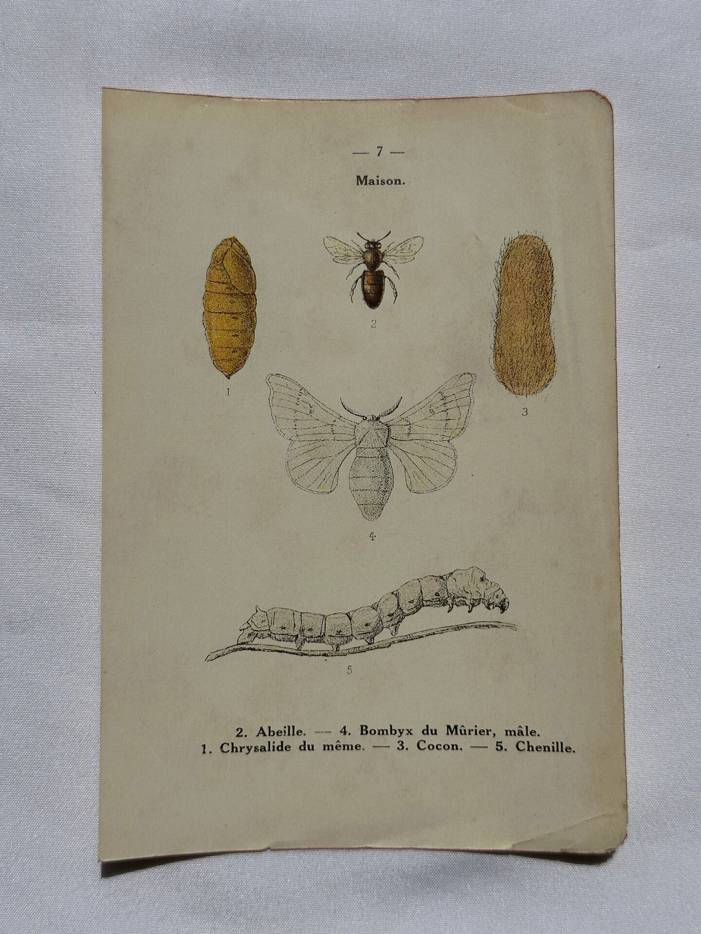 Affiche botanique gravure papillon naturaliste 19eme double face