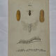 Affiche botanique gravure papillon naturaliste 19eme double face