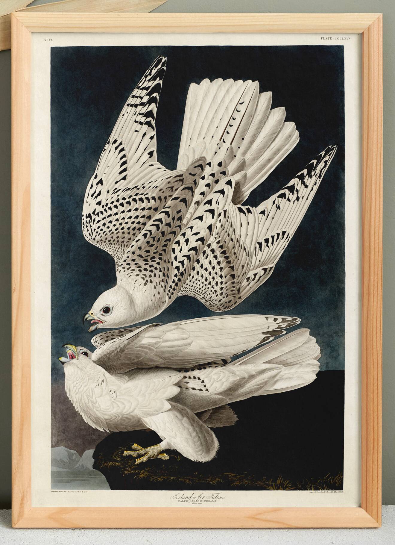 Affiche sur le Faucon gerfaut, d’après une gravure ancienne de 1827.