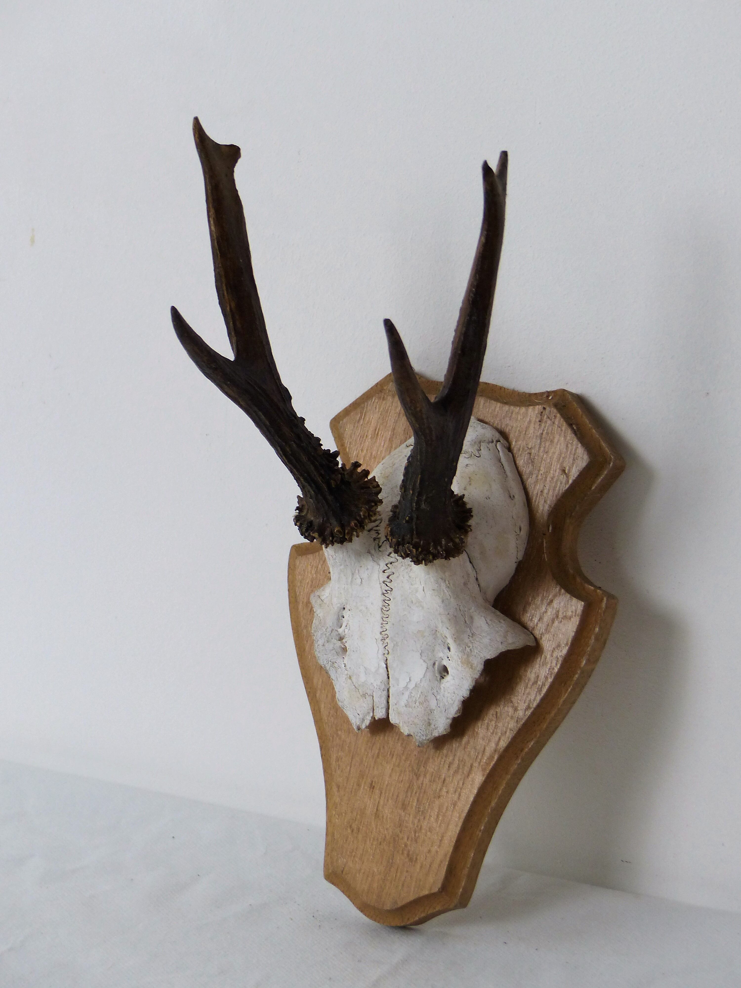 Deer massacre trophy