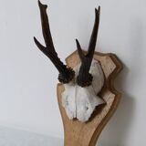 Deer massacre trophy