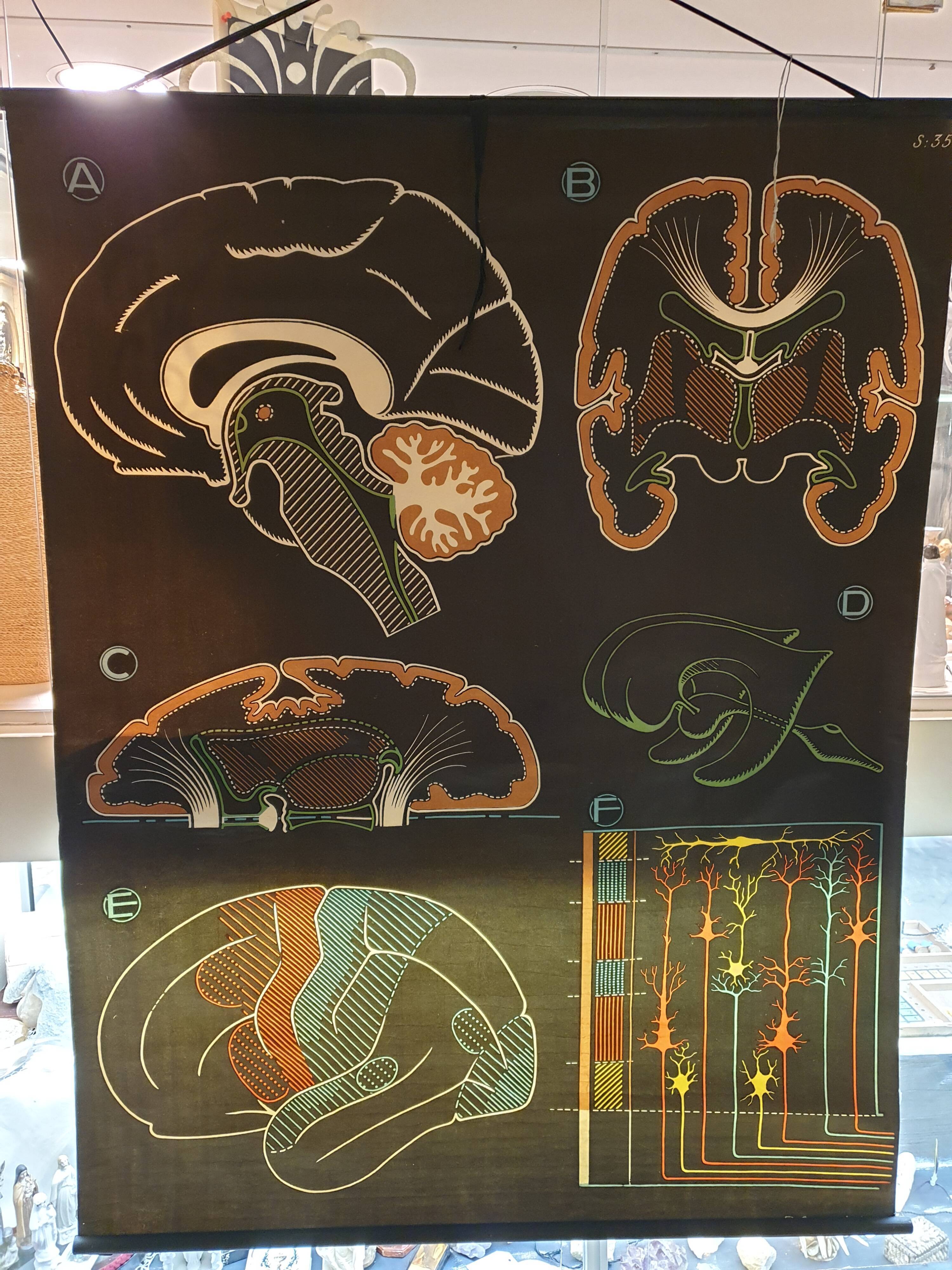 Pedagogical poster Doctor Auzoux 1949