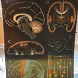 Pedagogical poster Doctor Auzoux 1949