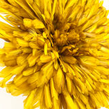 Juju Hat yellow 50 cm