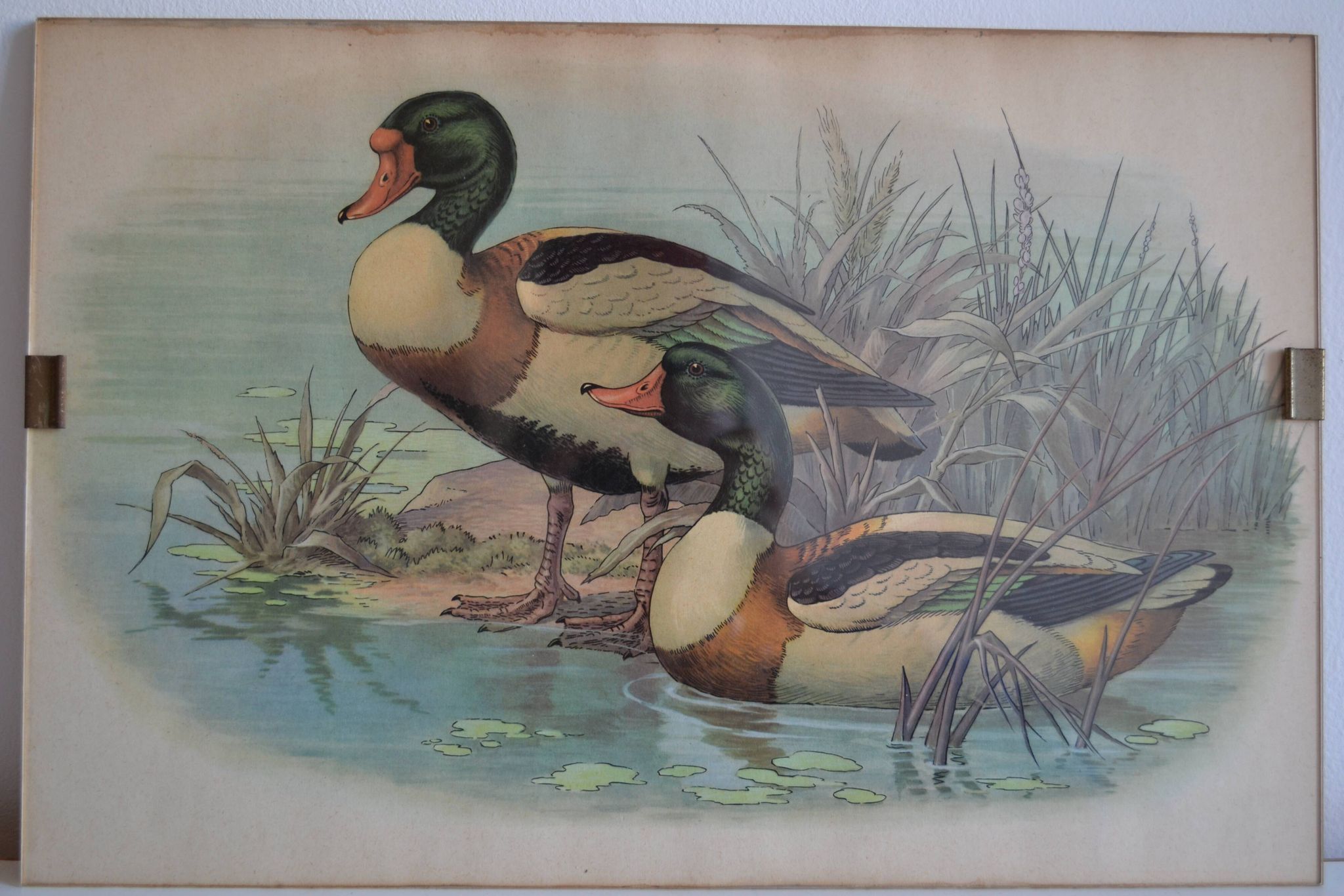 Vintage animal print ducks