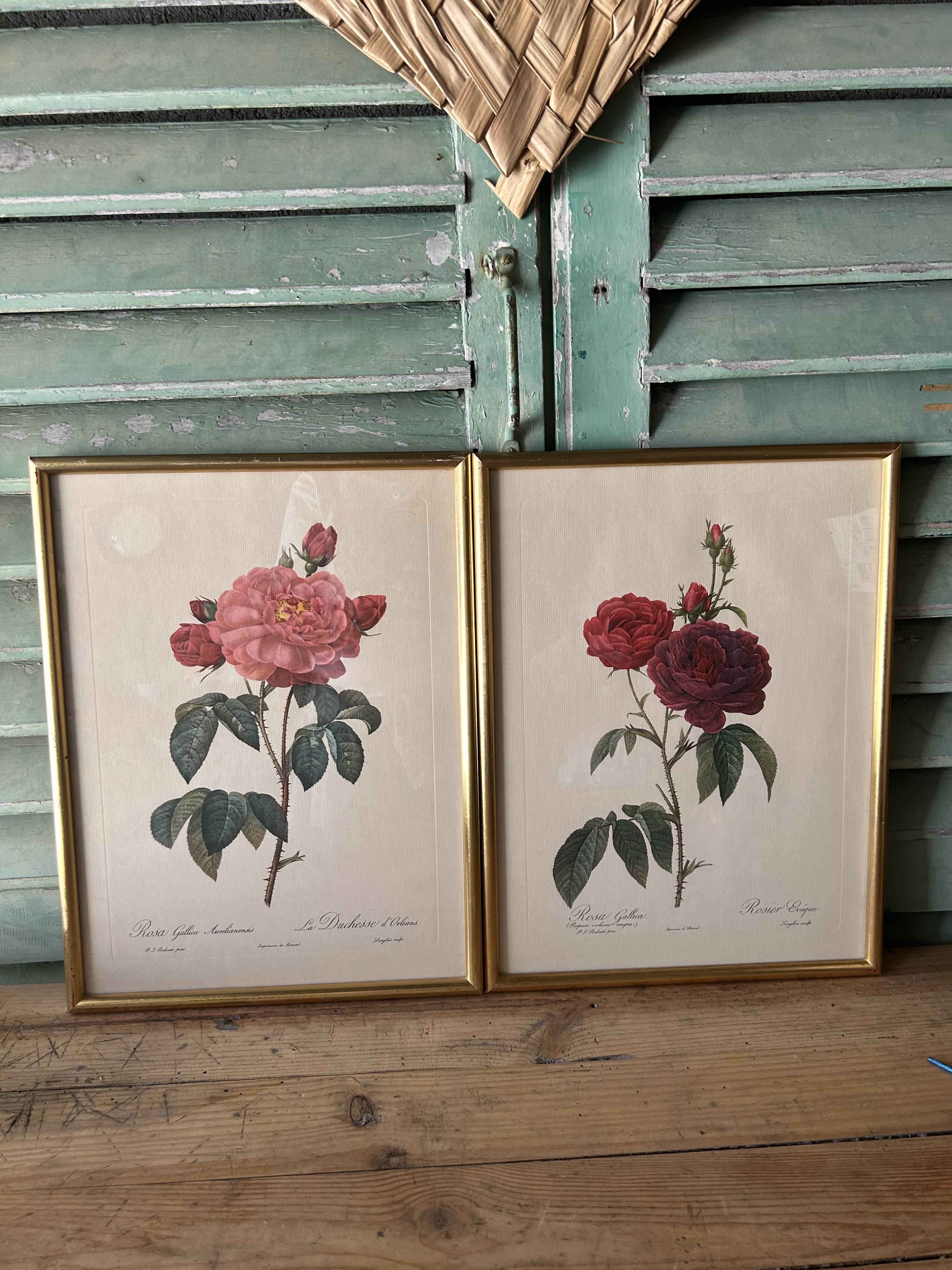 Paire de gravures Redouté
