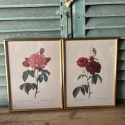 Paire de gravures Redouté