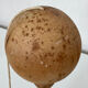 Old wooden bilboquet