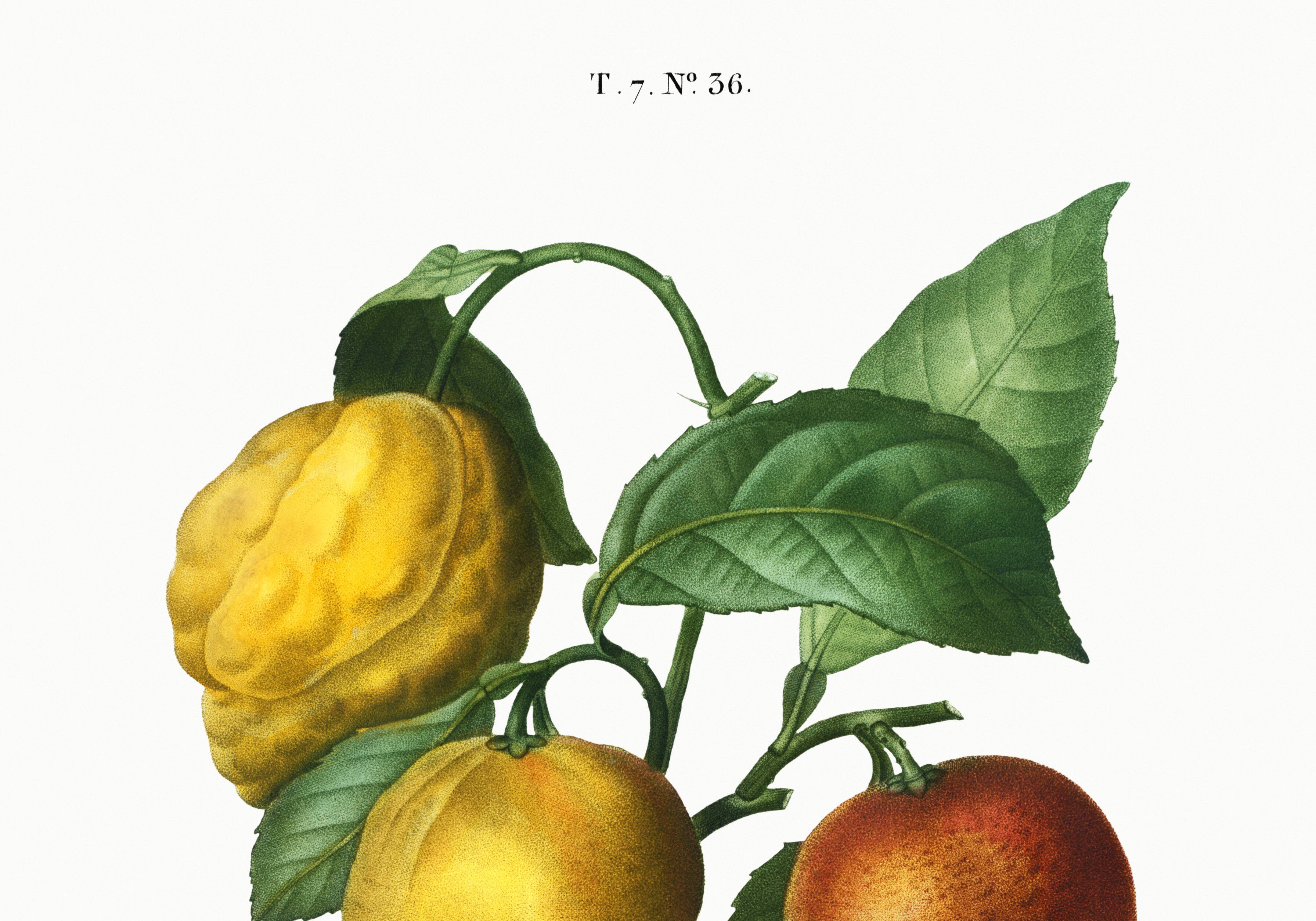 Poster about a lemon tree, based on an old engraving from 1802