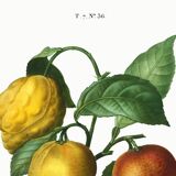 Poster about a lemon tree, based on an old engraving from 1802