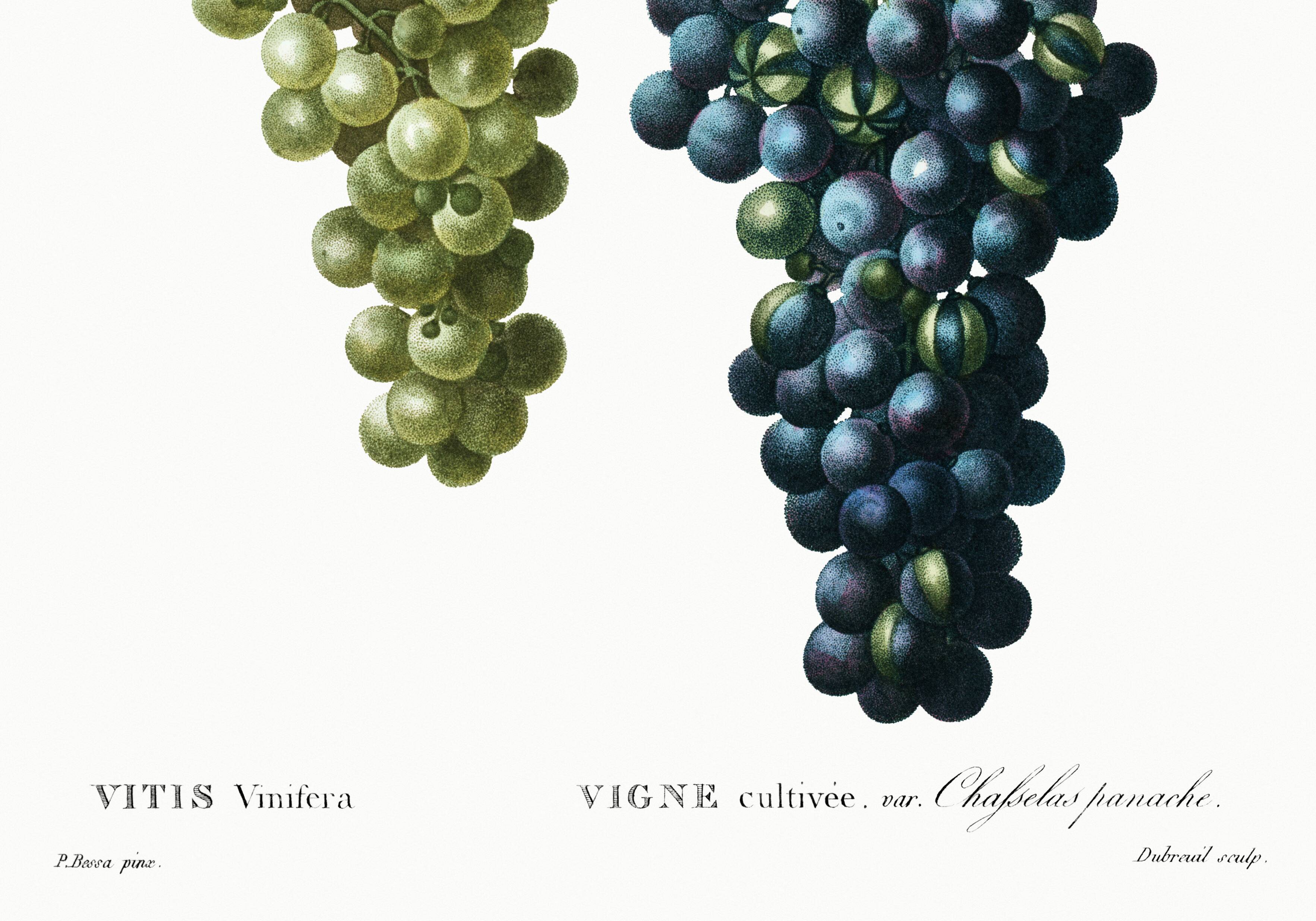 Vintage poster on the vine, based on an engraving from 1802.